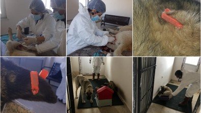 Ağrı’da sokak hayvanları kısırlaştırma çalışmaları devam ediyor