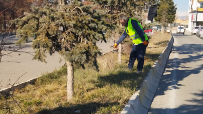 KENT GENELİNDE AĞAÇ VE ÇALI BUDAMA ÇALIŞMALARI SÜRÜYOR
