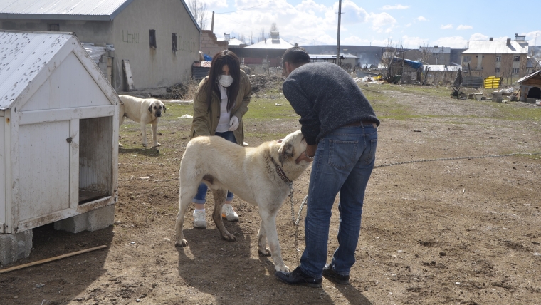 Sahipli ve Başıboş Köpekler Aşılanıyor