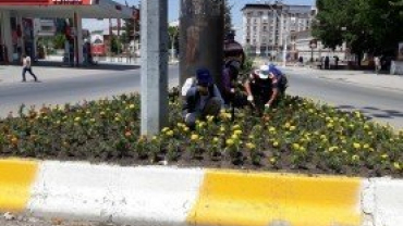 Orta refüjlerde çiçeklendirme çalışması