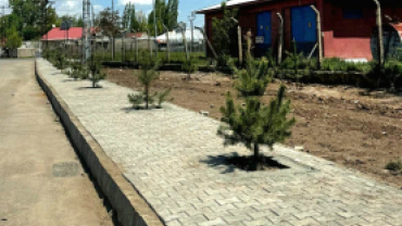 AĞRI BELEDİYESİ YEŞİL ALANLARA 720 ADET SARI ÇAM AĞACI DİKTİ