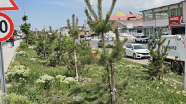 AĞRI BELEDİYESİ YEŞİL ALANLARA 720 ADET SARI ÇAM AĞACI DİKTİ