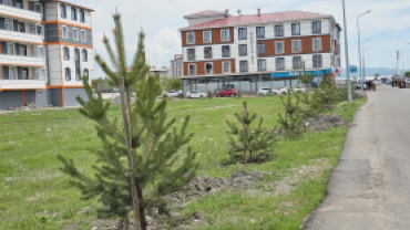 AĞRI BELEDİYESİ YEŞİL ALANLARA 720 ADET SARI ÇAM AĞACI DİKTİ