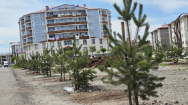 AĞRI BELEDİYESİ YEŞİL ALANLARA 720 ADET SARI ÇAM AĞACI DİKTİ