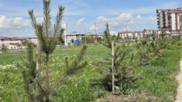 AĞRI BELEDİYESİ YEŞİL ALANLARA 720 ADET SARI ÇAM AĞACI DİKTİ