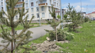 AĞRI BELEDİYESİ YEŞİL ALANLARA 720 ADET SARI ÇAM AĞACI DİKTİ